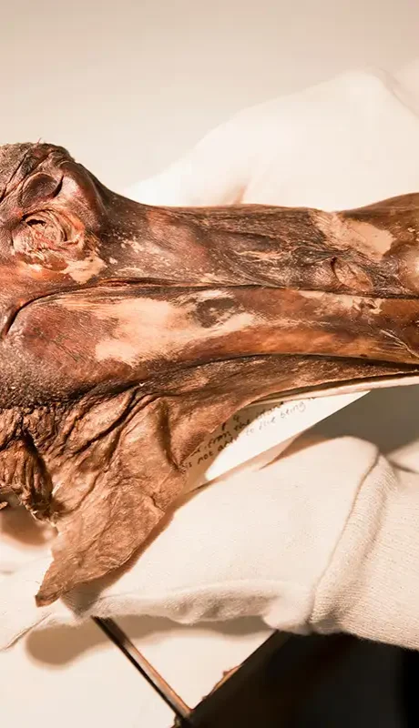 Investigadores buscan "revivirlo" con modernas técnicas. (Foto: archivo web)