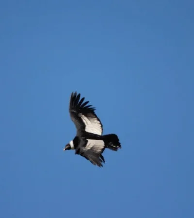 El cóndor , el emblemático habitante de la Cordillera./