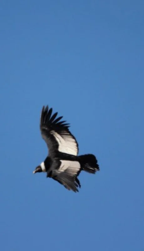 El cóndor , el emblemático habitante de la Cordillera./