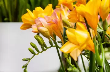 El secreto casero para que las flores no se marchiten rápido en el florero