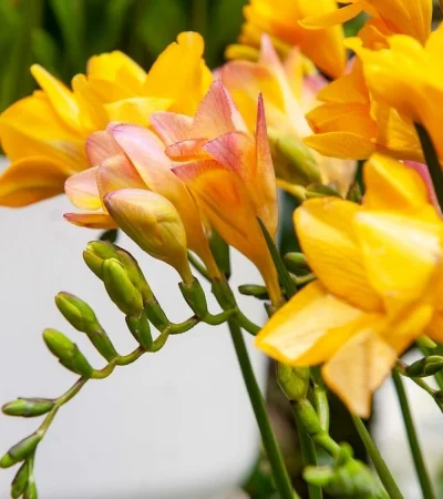 Fresias/ Fuente: Web