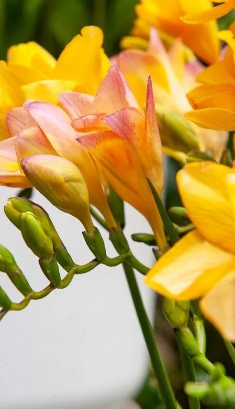 Fresias/ Fuente: Web