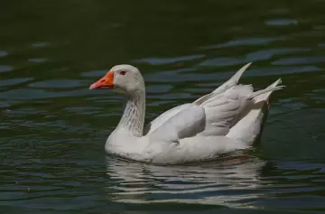 VIDEO | Robó gansos de los Lagos de Palermo y los metió a nadar en su pileta