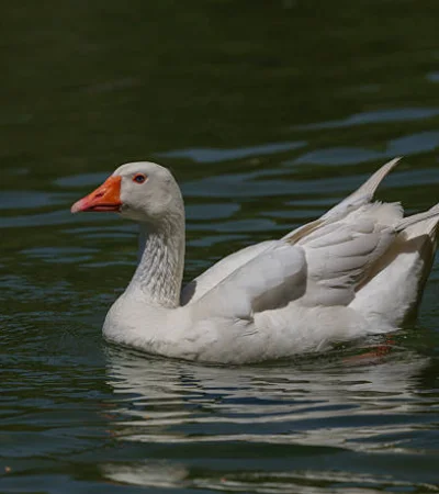 Robó gansos de Palermo para llevarlos a su casa.
