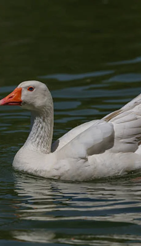 Robó gansos de Palermo para llevarlos a su casa.