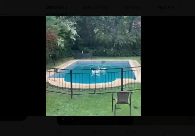 Insólito robo de gansos en Palermo: los metió a nadar en su pileta.