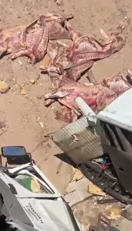 Especialistas remarcaron que esa carne no puede consumirse debido a que perdió la cadena de frío durante horas. /