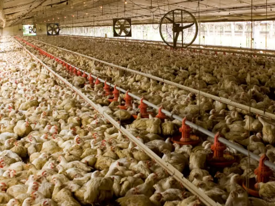 Extensos planteles productivos