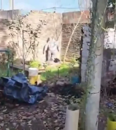 En las imágenes puede verse el patio de la vivienda en un estado de total abandono. /