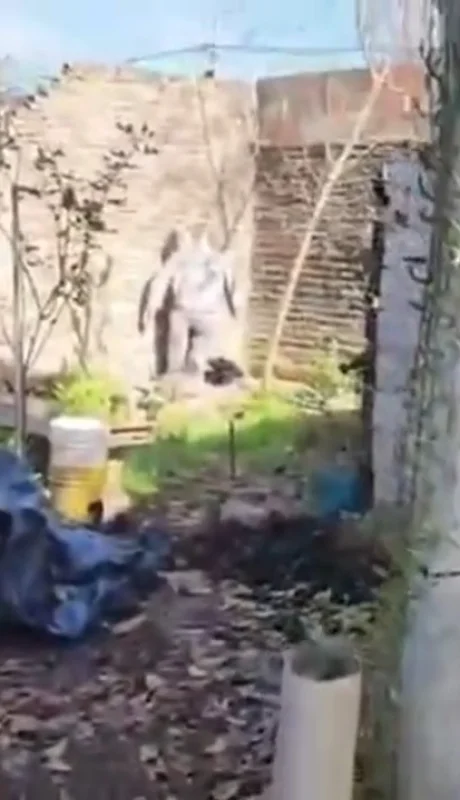 En las imágenes puede verse el patio de la vivienda en un estado de total abandono. /