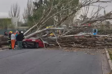 Tragedia en Maipú por la caída de un árbol