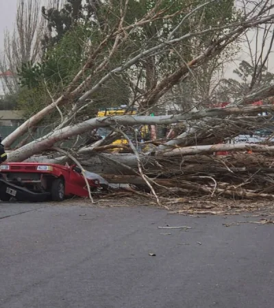 Una persona falleció luego de la caída de un árbol sobre su auto.