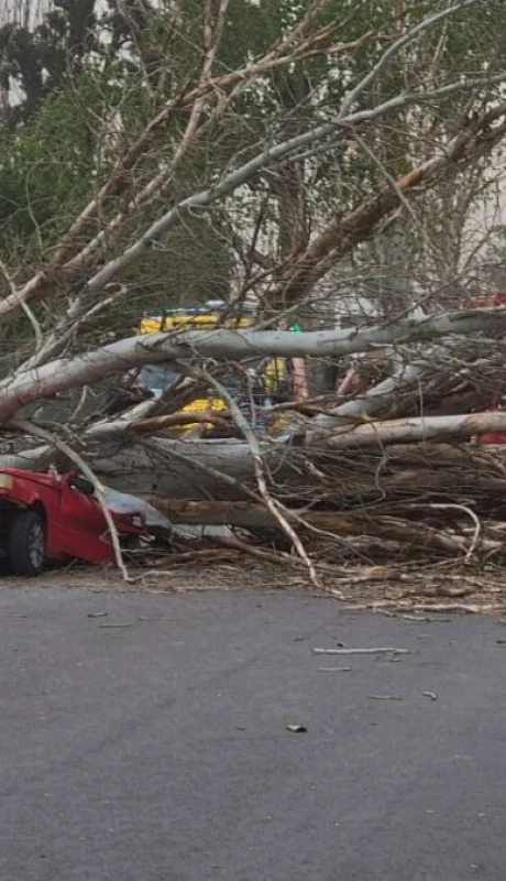Una persona falleció luego de la caída de un árbol sobre su auto.