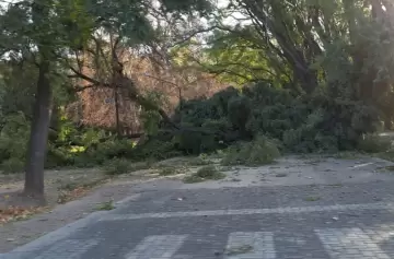 Informe: los estragos que dejaron las violentas ráfagas en casi todo el territorio de Mendoza