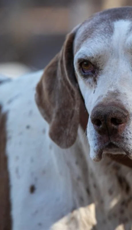 Cira deja la Policía tras diez años de servicio prolífico. (Foto: Prensa Gobierno de Mendoza)