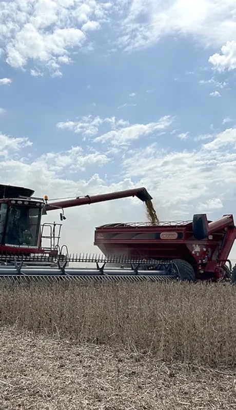 La cosecha de soja y otros cereales permitió un ingreso récord de dólares. (Foto: archivo web)