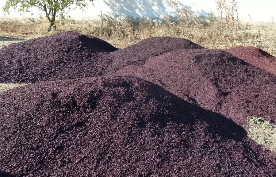 La materia prima abuda en las bodegas