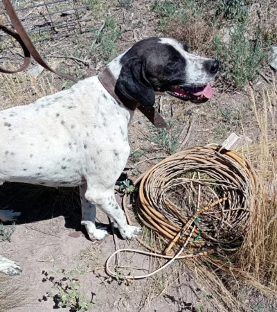 Nol, en plena tarea de rastrillaje. /
