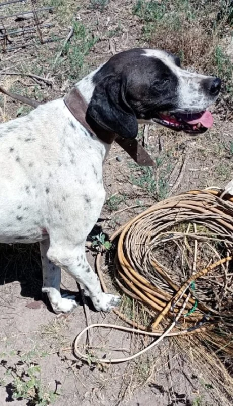 Nol, en plena tarea de rastrillaje. /