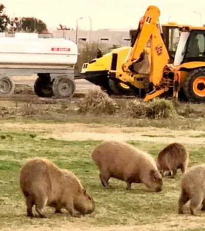 Carpinchos de Nordelta/ Fuente: Instagram: La voz de los carpinchos