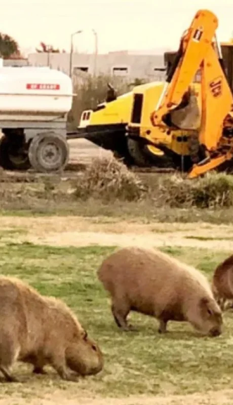 Carpinchos de Nordelta/ Fuente: Instagram: La voz de los carpinchos