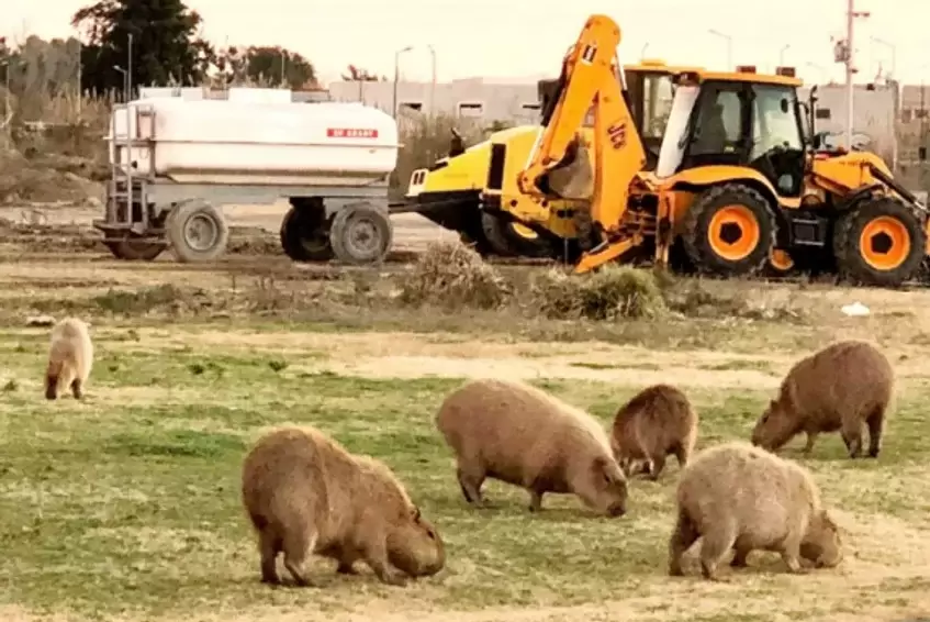 Carpinchos de Nordelta/ Fuente: Instagram: La voz de los carpinchos