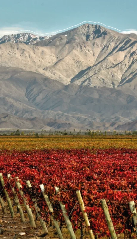 ¡Vinexpo Explorer es un éxito de negocios! Las bodegas han invertido mucho menos y van a lograr posicionarse con alrededor de 80 compradores globales.