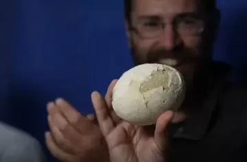 Río Negro: hallaron un huevo de dinosaurio carnívoro de casi 70 millones de años casi intacto