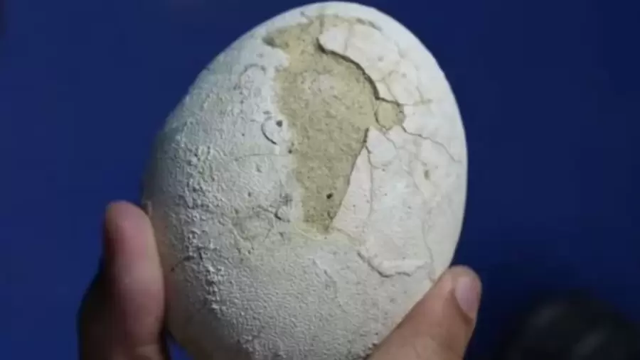 Se espera realizar una tomografía que permita ver el interior del huevo, y así ver si tenía o no un embrión.