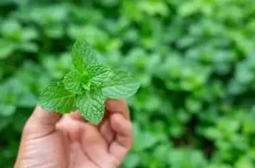 Menta bajo la almohada: el truco natural para un sueño profundo y antiestrés