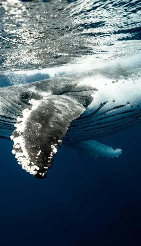 Pasaron 100 años desde el último encuentro con ballenas Sei en Argentina.