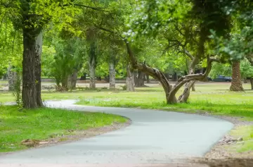 Árboles de Mendoza en retirada: la amenaza de la sequía y el descuido del patrimonio en calles y parques