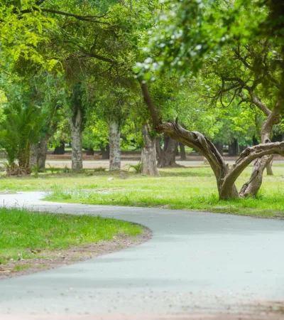 "Por lo menos un 10% de los árboles están secos y algunos de ellos son peligrosos".
