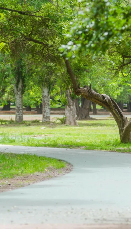 "Por lo menos un 10% de los árboles están secos y algunos de ellos son peligrosos".
