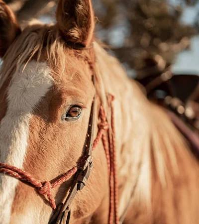 La instructora de terapia ecuestre asegura que los caballos ayudan a vivir el "aquí y ahora".
