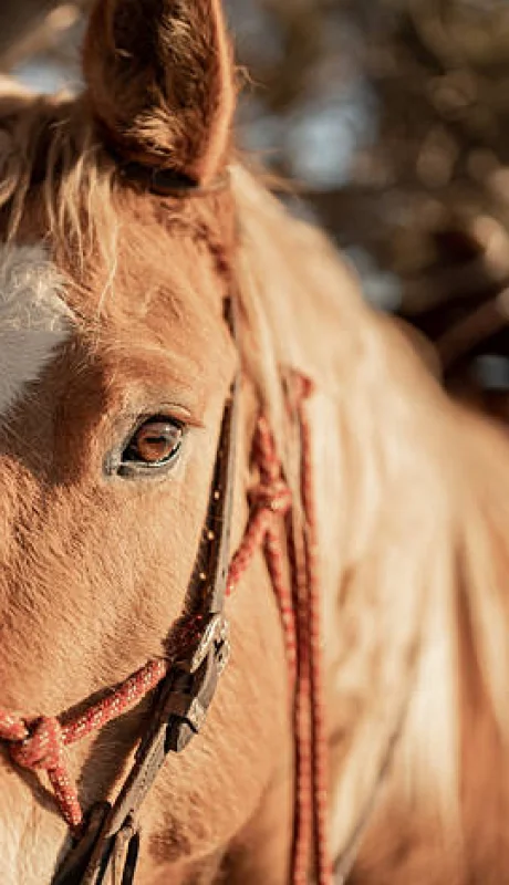 La instructora de terapia ecuestre asegura que los caballos ayudan a vivir el "aquí y ahora".