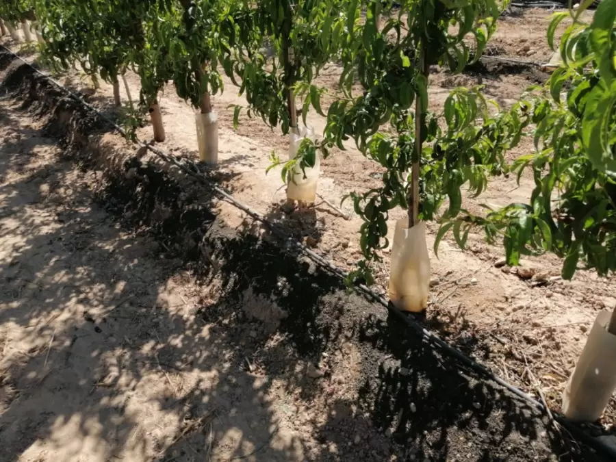 Contradicciones del riego por goteo