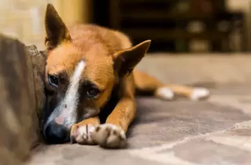 Laura Balsells Miró: el proyecto de ley que convertiría a los animales en "seres sintientes"