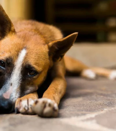 Laura Balsells Miró explicó que su iniciativa busca un cambio de paradigma para que los animales sean sujetos de derecho.