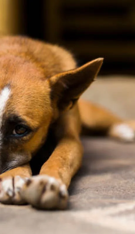 Laura Balsells Miró explicó que su iniciativa busca un cambio de paradigma para que los animales sean sujetos de derecho.