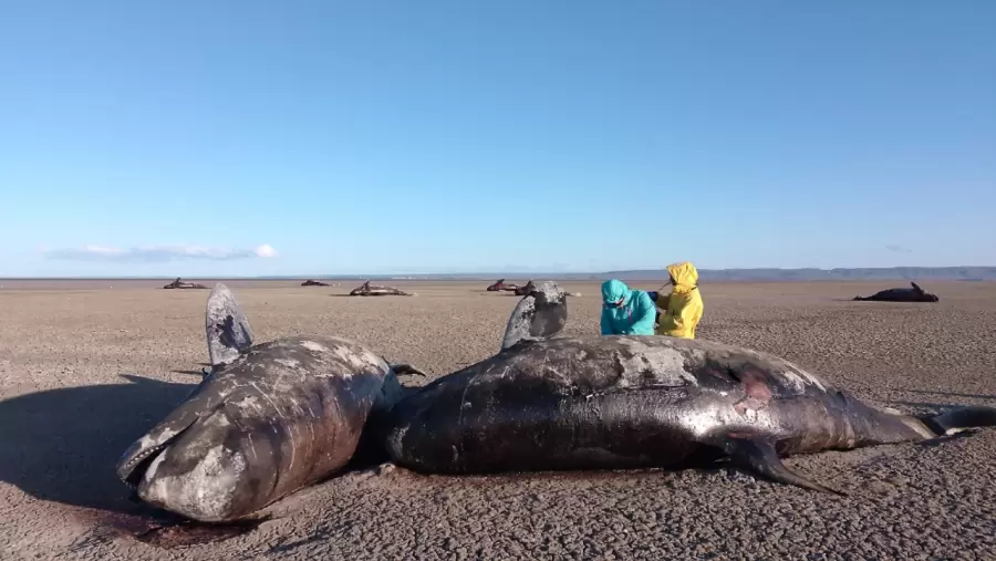 Orcas varadas en Tierra del Fuego