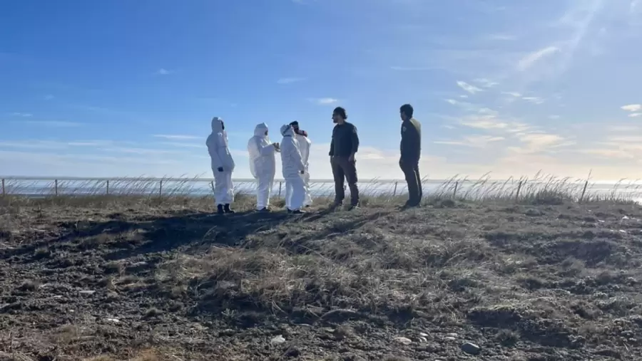 Orcas varadas en Tierra del Fuego