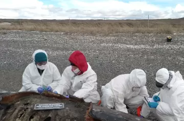 Varamiento masivo de orcas tipo D: el misterio del ecotipo más raro en Tierra del Fuego