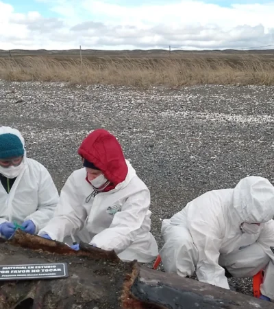 Orcas varadas en Tierra del Fuego