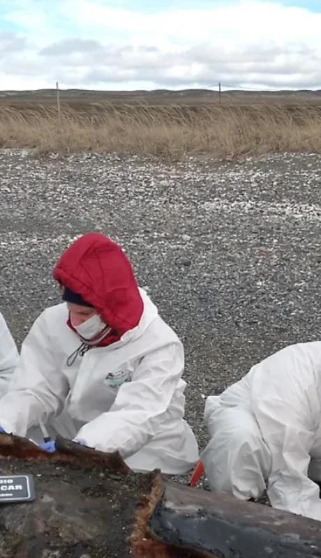 Orcas varadas en Tierra del Fuego
