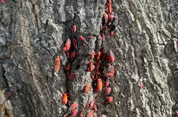 Chinche del arce en Mendoza: cómo prevenir la invasión en tu casa