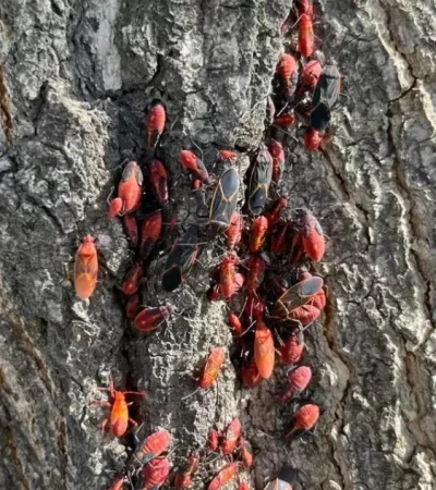 Este insecto, que se adaptó a la región en los últimos años, no daña la salud ni los árboles, pero sí puede transformarse en un visitante incómodo.