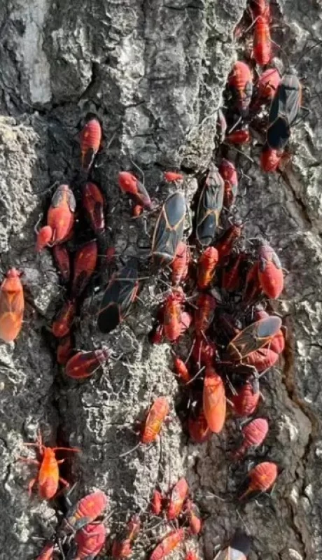 Este insecto, que se adaptó a la región en los últimos años, no daña la salud ni los árboles, pero sí puede transformarse en un visitante incómodo.