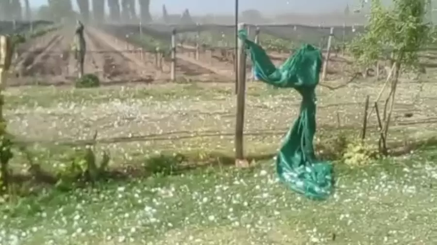 Una tormenta con caída de granizo se abatió este lunes por la tarde sobre áreas cultivadas del departamento de San Rafael.