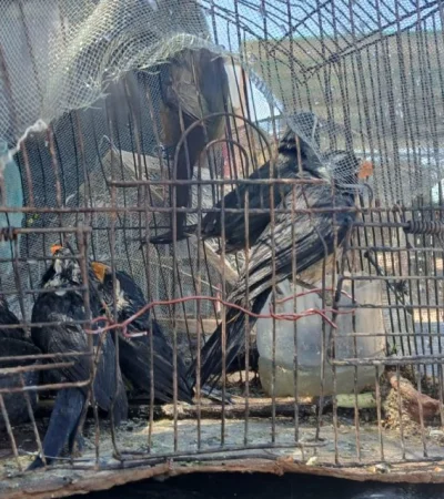 En Lavalle se descubrió que la camioneta transportaba 18 aves de fauna autóctona de manera ilegal.